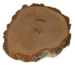 Plaster drewna brzozowego o średnicy 37-42 cm, grubość 8 cm