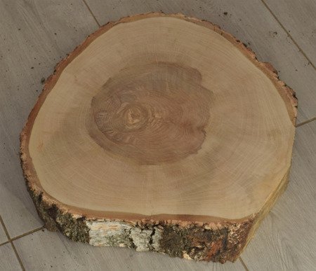 Plaster drewna brzozowego o średnicy 42-44 cm, grubość 8 cm
