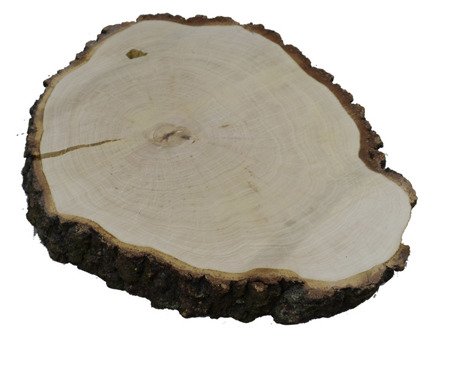 Plaster drewna brzozowego o średnicy 45-57 cm, grubość 8 cm