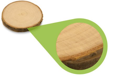 Szlifowane plastry drewna brzozowego o średnicy 6-8 cm, grubość 1 cm (12 sztuk)