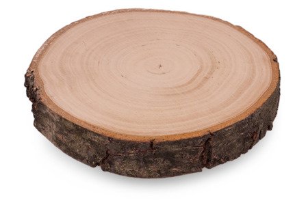 Szlifowany plaster drewna brzozowego o średnicy 12-15 cm, grubość 2 cm