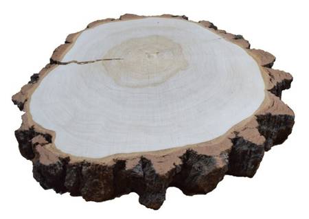 Szlifowany plaster drewna brzozowego z pęknięciem o średnicy 50-60 cm, grubość 8 cm